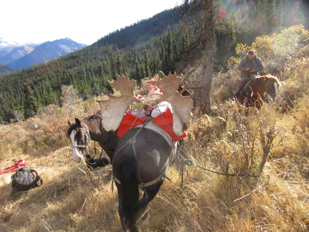 Horse with moose antlers costume in scenic mountain landscape.